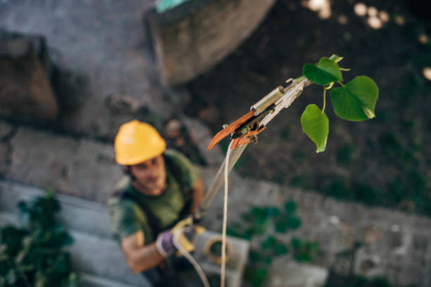 Best Storm Damage Tree Cleanup  in Lincoln Park, NJ